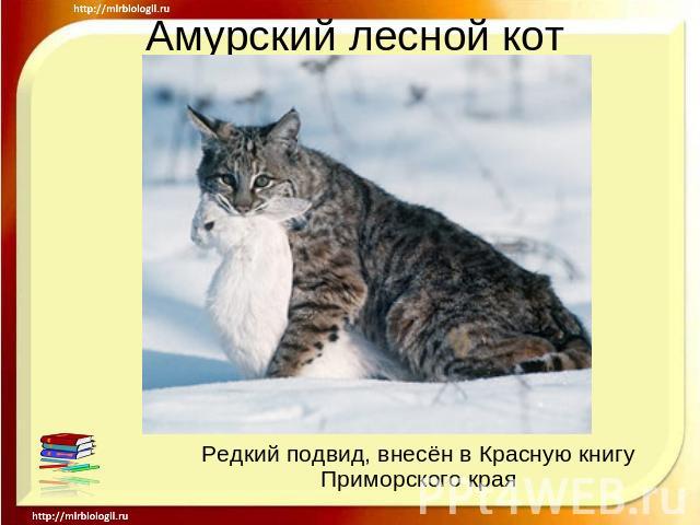 Амурский лесной кот Редкий подвид, внесён в Красную книгу Приморского края