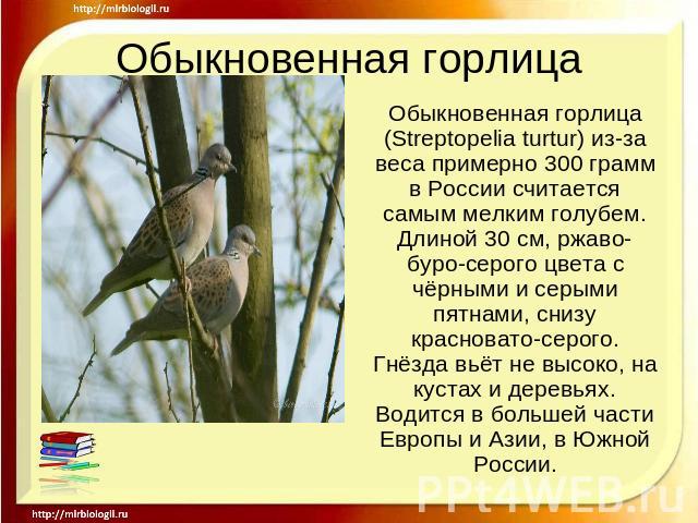 Обыкновенная горлица Обыкновенная горлица (Streptopelia turtur) из-за веса примерно 300 грамм в России считается самым мелким голубем. Длиной 30 см, ржаво-буро-серого цвета с чёрными и серыми пятнами, снизу красновато-серого. Гнёзда вьёт не высоко, …