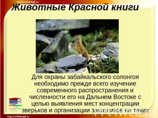 Животные Красной книги Для охраны забайкальского солонгоя необходимо прежде всег