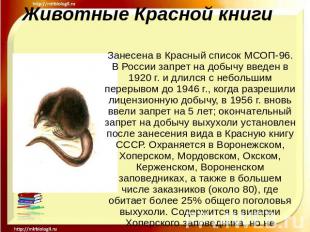 Животные Красной книги Занесена в Красный список МСОП-96. В России запрет на доб