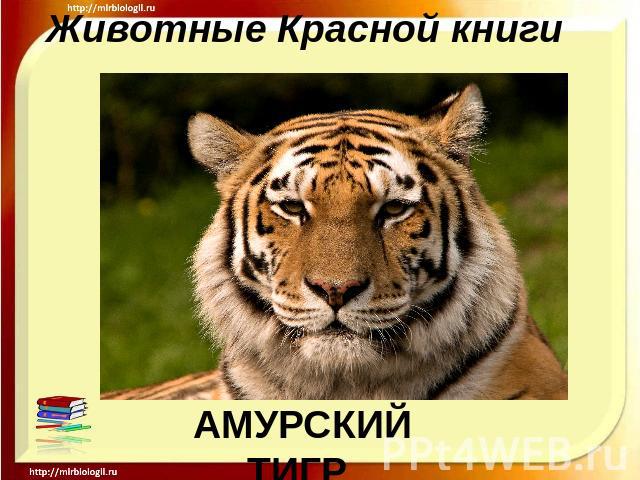 Животные Красной книги АМУРСКИЙ ТИГР