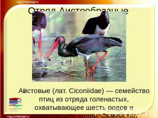 Отряд Аистообразные Аистовые (лат. Ciconiidae) — семейство птиц из отряда голена