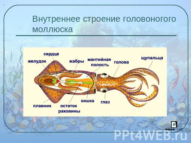 Контагиозный моллюск презентация