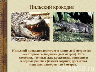 Нильский крокодил Нильский крокодил достигает в длину до 5 метров (по некоторым