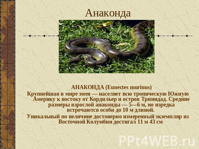 Анаконда АНАКОНДА (Eunectes murinus)Крупнейшая в мире змея — населяет всю тропическую Южную Америку к востоку от Кордильер и остров Тринидад. Средние размеры взрослой анаконды — 5—6 м, но изредка встречаются особи до 10 м длиной. Уникальный по велич…
