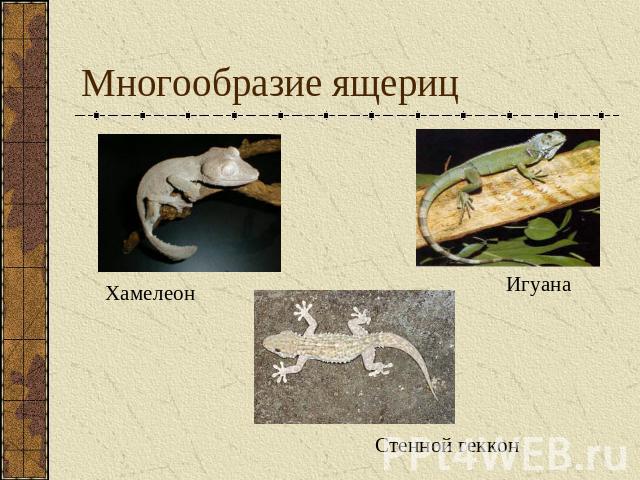Многообразие ящериц ХамелеонИгуанаСтенной геккон