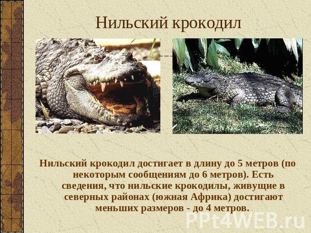 Нильский крокодил Нильский крокодил достигает в длину до 5 метров (по некоторым сообщениям до 6 метров). Есть сведения, что нильские крокодилы, живущие в северных районах (южная Африка) достигают меньших размеров - до 4 метров.