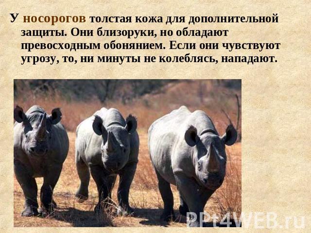 У носорогов толстая кожа для дополнительной защиты. Они близоруки, но обладают превосходным обонянием. Если они чувствуют угрозу, то, ни минуты не колеблясь, нападают.