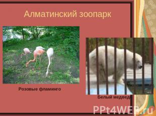 Алматинский зоопарк Розовые фламинго Белый медведь
