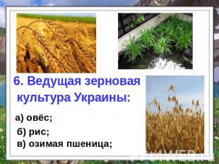 6. Ведущая зерновая культура Украины: а) овёс; б) рис; в) озимая пшеница;