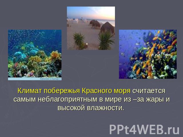 Климат побережья Красного моря считается самым неблагоприятным в мире из –за жары и высокой влажности.