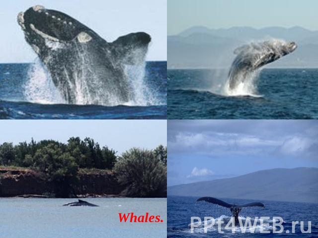 Whales.