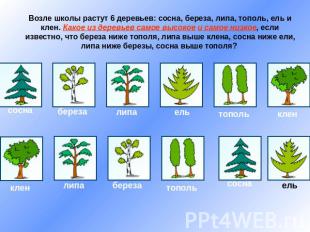 Возле школы растут 6 деревьев: сосна, береза, липа, тополь, ель и клен. Какое из