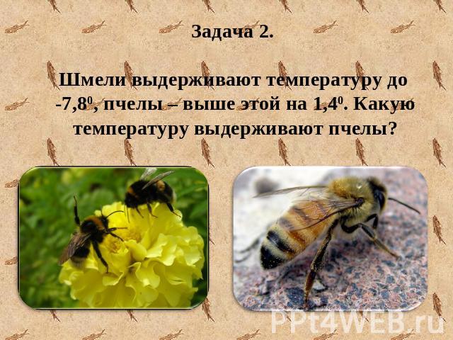 Задача 2. Шмели выдерживают температуру до -7,80, пчелы – выше этой на 1,40. Какую температуру выдерживают пчелы?