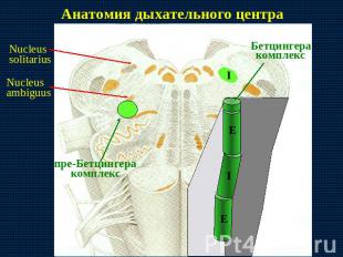 Анатомия дыхательного центра