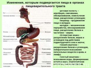 Изменения, которым подвергается пища в органах пищеварительного тракта -ротовая