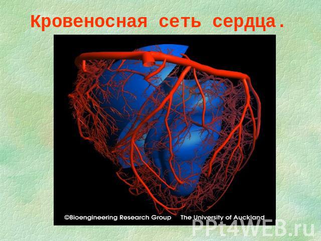 Кровеносная сеть сердца.