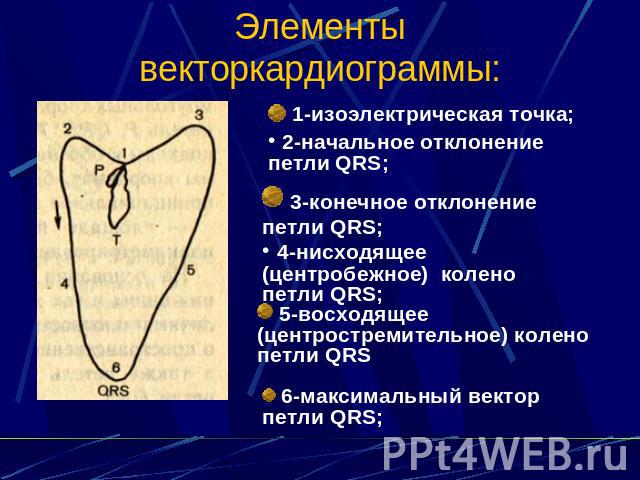 Элементы векторкардиограммы: 1-изоэлектрическая точка; 2-начальное отклонение петли QRS; 3-конечное отклонение петли QRS; 4-нисходящее (центробежное) колено петли QRS; 5-восходящее (центростремительное) колено петли QRS 6-максимальный вектор петли QRS;