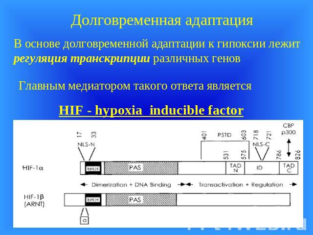 Долговременная адаптация В основе долговременной адаптации к гипоксии лежит регуляция транскрипции различных генов Главным медиатором такого ответа является HIF - hypoxia inducible factor