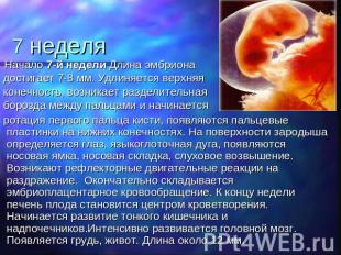 7 неделя Начало 7-й недели Длина эмбриона достигает 7-8 мм. Удлиняется верхняя к
