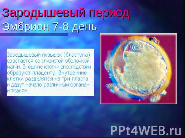 Зародышевый период Эмбрион 7-8 день