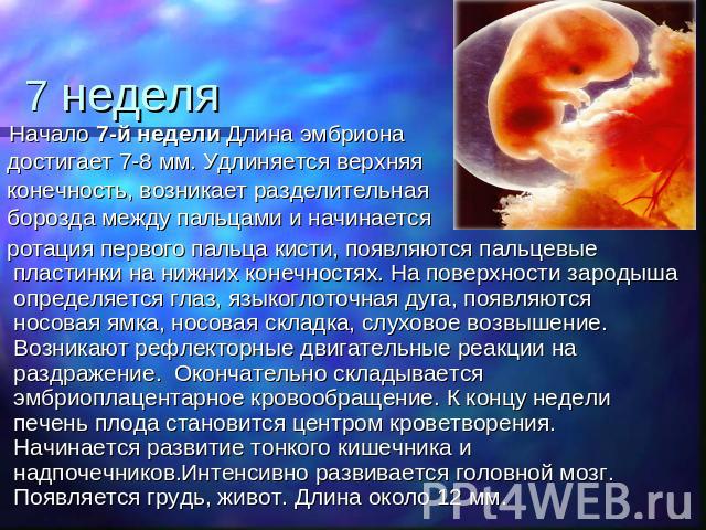 7 неделя Начало 7-й недели Длина эмбриона достигает 7-8 мм. Удлиняется верхняя конечность, возникает разделительная борозда между пальцами и начинается ротация первого пальца кисти, появляются пальцевые пластинки на нижних конечностях. На поверхност…