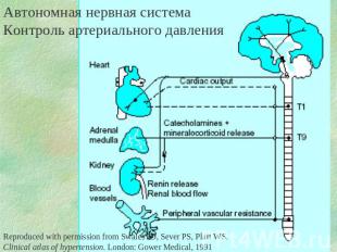 Автономная нервная система Контроль артериального давления Reproduced with permi