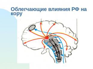 Облегчающие влияния РФ на кору