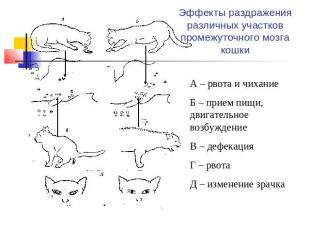 Эффекты раздражения различных участков промежуточного мозга кошки А – рвота и чи