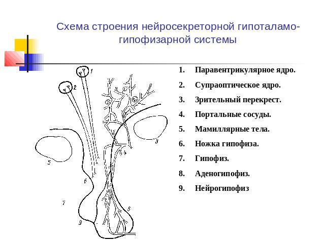 Схема строения нейросекреторной гипоталамо-гипофизарной системы Паравентрикулярное ядро. Супраоптическое ядро. Зрительный перекрест. Портальные сосуды. Мамиллярные тела. Ножка гипофиза. Гипофиз. Аденогипофиз. Нейрогипофиз