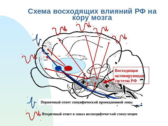 Схема восходящих влияний РФ на кору мозга Первичный ответ специфической проекционной зоны Вторичный ответ в зонах неспецифической стимуляции