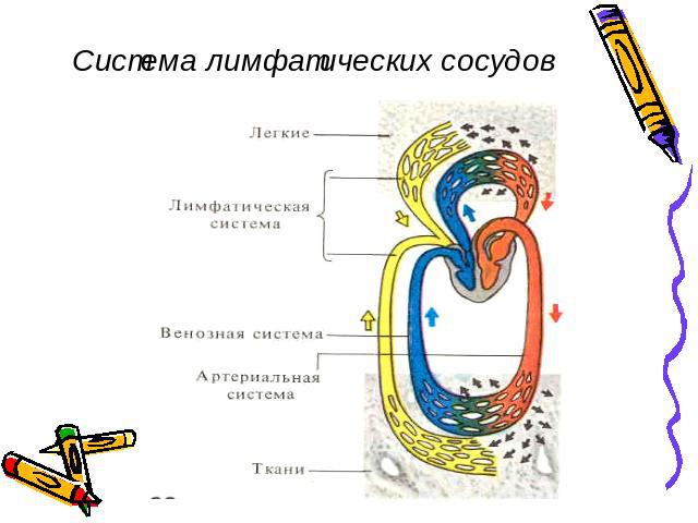 Система лимфатических сосудов