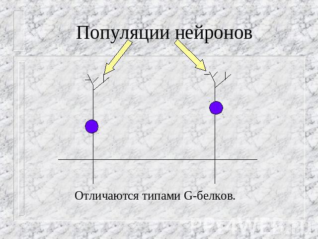 Популяции нейронов