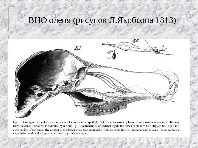 ВНО оленя (рисунок Л.Якобсона 1813)