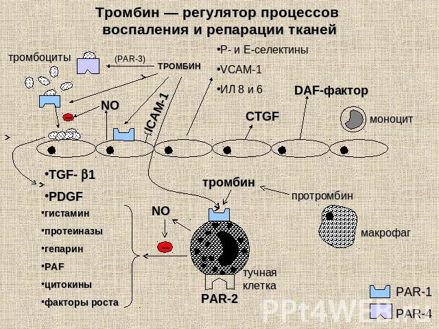 Тромбин — регулятор процессов воспаления и репарации тканей гистамин протеиназы гепарин PAF цитокины факторы роста