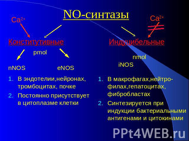 NO-синтазы Конститутивные В эндотелии,нейронах, тромбоцитах, почке Постоянно присутствует в цитоплазме клетки Индуцибельные В макрофагах,нейтро-филах,гепатоцитах, фибробластах Синтезируется при индукции бактериальными антигенами и цитокинами