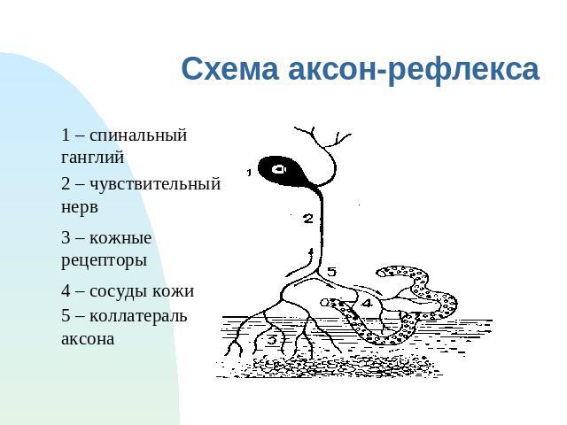 Схема аксон-рефлекса 1 – спинальный ганглий 2 – чувствительный нерв 3 – кожные рецепторы 4 – сосуды кожи 5 – коллатераль аксона
