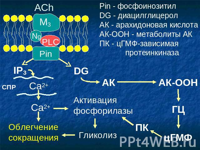 Pin - фосфоинозитил DG - диацилглицерол АК - арахидоновая кислота АК-ООН - метаболиты АК ПК - цГМФ-зависимая протеинкиназа Облегчение сокращения Активация фосфорилазы Гликолиз