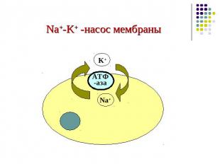 Na+-K+ -насос мембраны