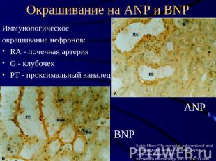 Окрашивание на ANP и BNP Иммунологическое окрашивание нефронов: RA - почечная ар