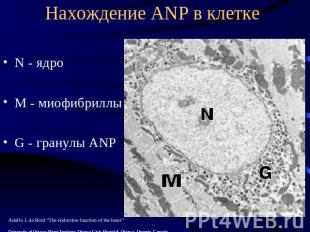 Нахождение ANP в клетке N - ядро М - миофибриллы G - гранулы ANP