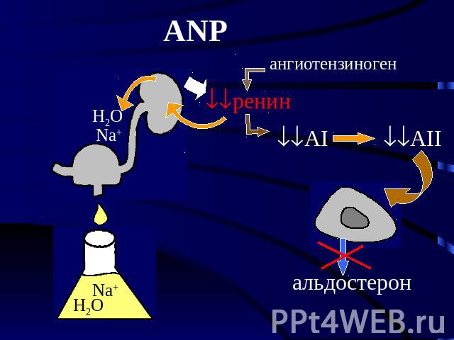 ANP ангиотензиноген альдостерон