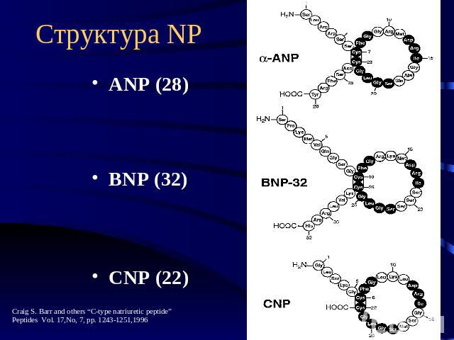 Структура NP ANP (28) BNP (32) CNP (22)