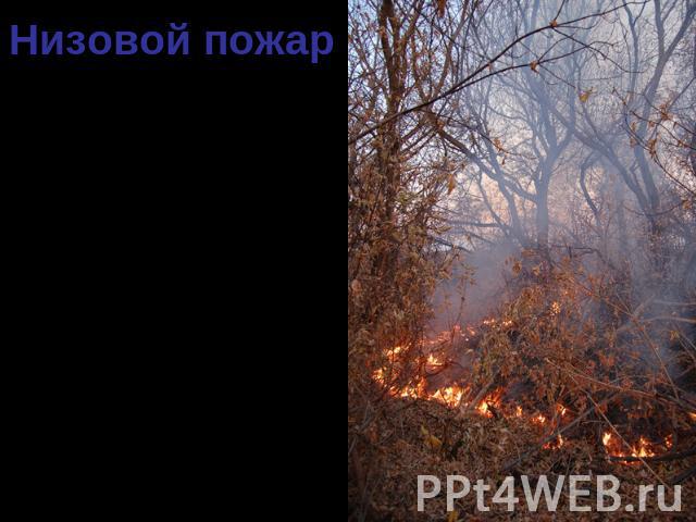 Низовой пожар90 % всех случаев лесных пожаров – низовые. Распространяются по нижнему ярусу леса. Пламя достигает высоты 5-50 см. Скорость распространения 0,5-3 м/мин.