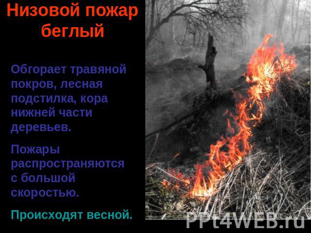 Низовой пожарбеглыйОбгорает травяной покров, лесная подстилка, кора нижней части деревьев. Пожары распространяются с большой скоростью. Происходят весной.