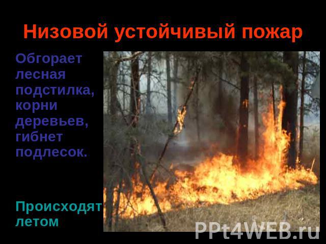 Низовой устойчивый пожар Обгорает лесная подстилка, корни деревьев, гибнет подлесок. Происходятлетом