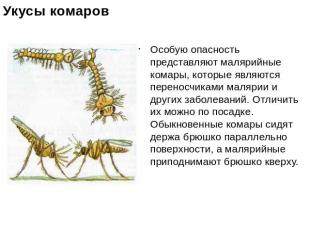 Укусы комаров Особую опасность представляют малярийные комары, которые являются