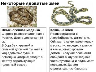 Некоторые ядовитые змеи Обыкновенная медянкаШироко распространенная в России. Дл