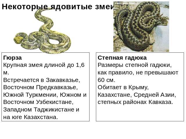 Некоторые ядовитые змеи Гюрза Крупная змея длиной до 1,6 м. Встречается в Закавказье, Восточном Предкавказье, Южной Туркмении, Южном и Восточном Узбекистане, Западном Таджикистане и на юге Казахстана. Степная гадюка Размеры степной гадюки, как прави…
