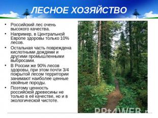 ЛЕСНОЕ ХОЗЯЙСТВО Российский лес очень высокого качества. Например, в Центральной